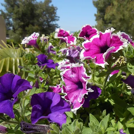 Sacro Cuore Opera Don Guanella Torre Canne